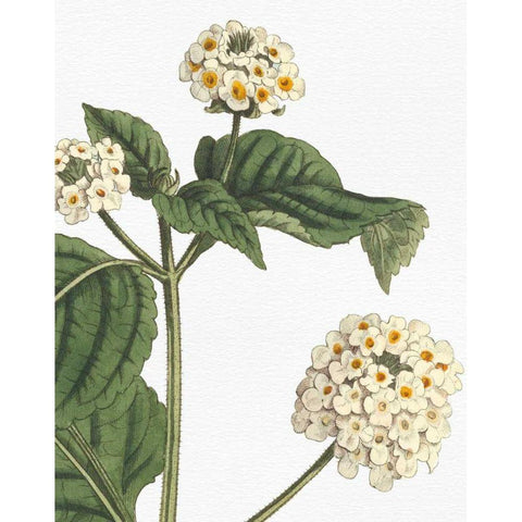 Botanique Bleu I on White no Words White Modern Wood Framed Art Print by Wild Apple Portfolio