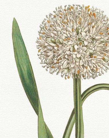 Botanique Bleu II  on White no Words Black Ornate Wood Framed Art Print with Double Matting by Wild Apple Portfolio