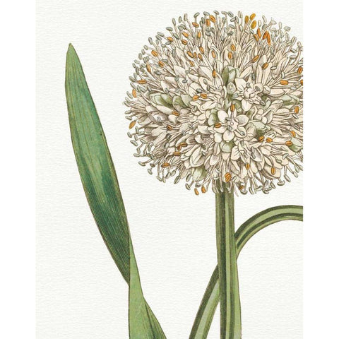 Botanique Bleu II  on White no Words Gold Ornate Wood Framed Art Print with Double Matting by Wild Apple Portfolio