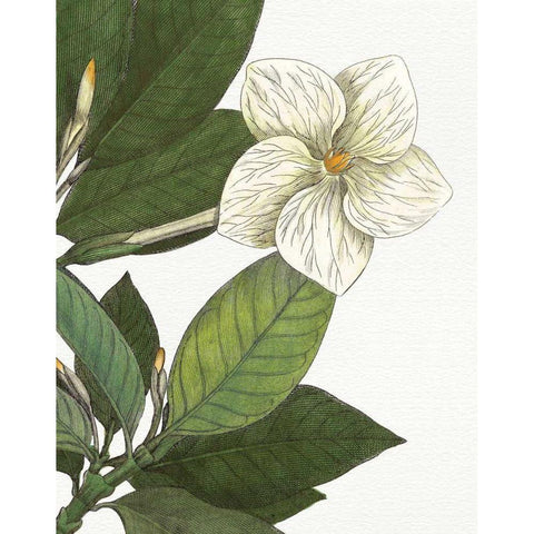 Botanique Bleu III  on White no Words White Modern Wood Framed Art Print by Wild Apple Portfolio