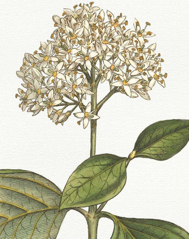 Botanique Bleu IV on White no Words White Modern Wood Framed Art Print with Double Matting by Wild Apple Portfolio