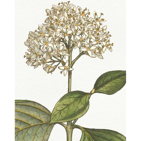 Botanique Bleu IV on White no Words Black Modern Wood Framed Art Print by Wild Apple Portfolio