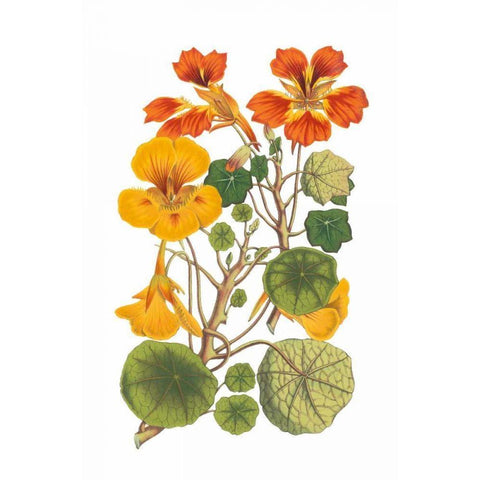 Antique Botanical XVII Black Modern Wood Framed Art Print by Wild Apple Portfolio