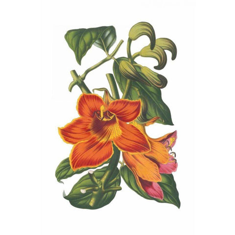 Antique Botanical XVIII Gold Ornate Wood Framed Art Print with Double Matting by Wild Apple Portfolio