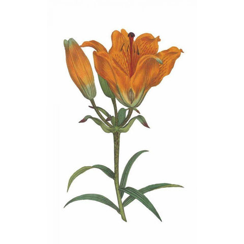 Antique Botanical XX on White Black Modern Wood Framed Art Print by Wild Apple Portfolio