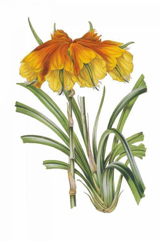 Antique Botanical XXIV on White White Modern Wood Framed Art Print with Double Matting by Wild Apple Portfolio