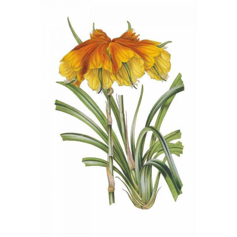 Antique Botanical XXIV on White White Modern Wood Framed Art Print by Wild Apple Portfolio