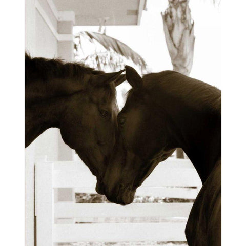 Good Friends Black Modern Wood Framed Art Print with Double Matting by Dratfield, Jim