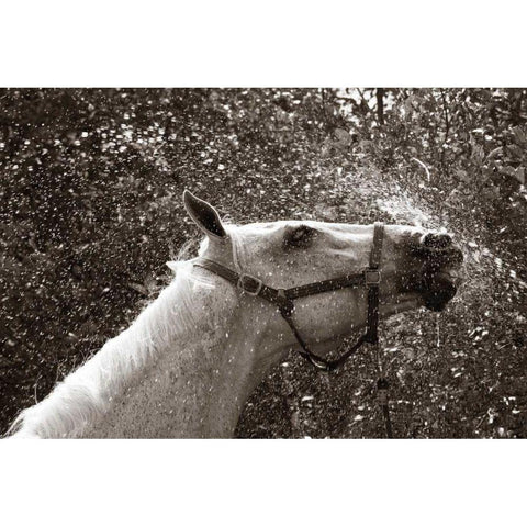 After a Shower White Modern Wood Framed Art Print by Dratfield, Jim