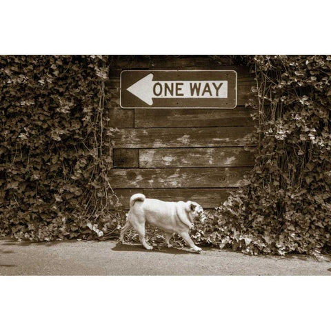 Which Way White Modern Wood Framed Art Print by Dratfield, Jim