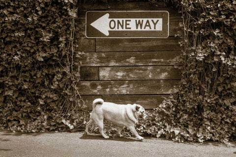 Which Way Black Ornate Wood Framed Art Print with Double Matting by Dratfield, Jim