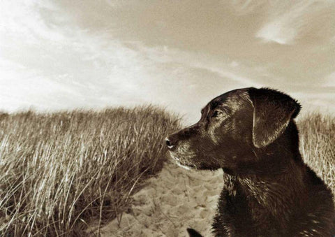 At the Beach White Modern Wood Framed Art Print with Double Matting by Dratfield, Jim