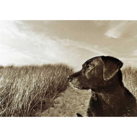 At the Beach White Modern Wood Framed Art Print by Dratfield, Jim