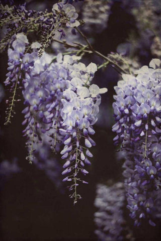 Wisteria Cascade I White Modern Wood Framed Art Print with Double Matting by Urquhart, Elizabeth