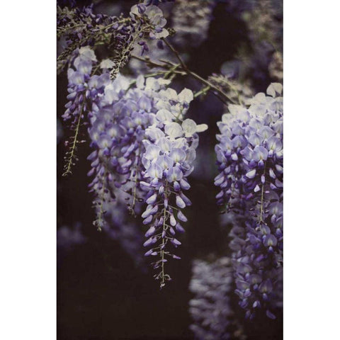 Wisteria Cascade I Black Modern Wood Framed Art Print by Urquhart, Elizabeth