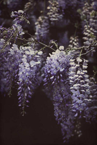 Wisteria Cascade II Black Ornate Wood Framed Art Print with Double Matting by Urquhart, Elizabeth