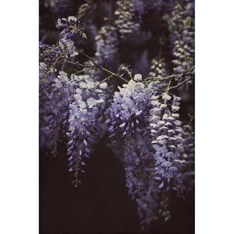 Wisteria Cascade II Black Modern Wood Framed Art Print by Urquhart, Elizabeth