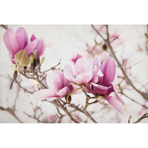 Spring is In the Air III Gold Ornate Wood Framed Art Print with Double Matting by Urquhart, Elizabeth