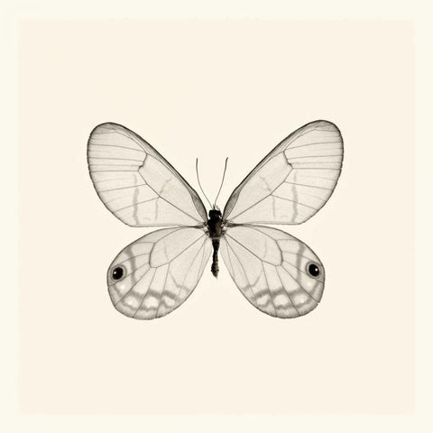 Butterfly I BW Crop Gold Ornate Wood Framed Art Print with Double Matting by Van Swearingen, Debra