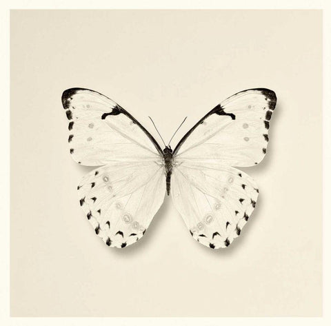 Butterfly II BW Crop Black Ornate Wood Framed Art Print with Double Matting by Van Swearingen, Debra