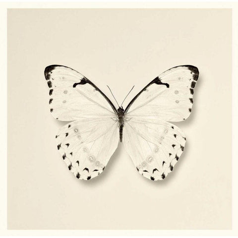Butterfly II BW Crop White Modern Wood Framed Art Print by Van Swearingen, Debra