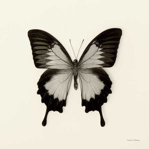 Butterfly III BW Crop White Modern Wood Framed Art Print with Double Matting by Van Swearingen, Debra