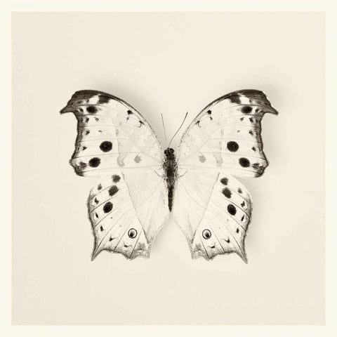 Butterfly IV BW Crop Black Modern Wood Framed Art Print by Van Swearingen, Debra