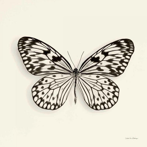 Butterfly V BW Crop Black Modern Wood Framed Art Print with Double Matting by Van Swearingen, Debra