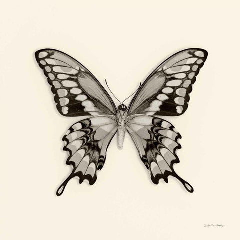 Butterfly VI BW Crop White Modern Wood Framed Art Print by Van Swearingen, Debra