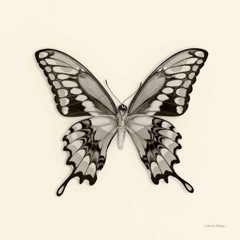 Butterfly VI BW Crop White Modern Wood Framed Art Print with Double Matting by Van Swearingen, Debra