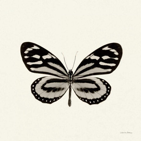 Butterfly VIII BW Crop Black Modern Wood Framed Art Print by Van Swearingen, Debra