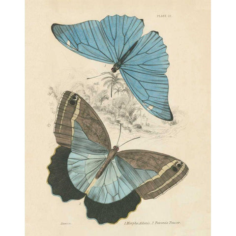 Assortment Butterflies I Gold Ornate Wood Framed Art Print with Double Matting by Wild Apple Portfolio