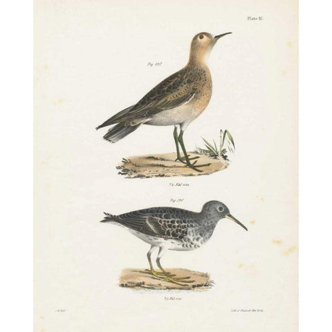 Shore Birds II Black Modern Wood Framed Art Print with Double Matting by Wild Apple Portfolio