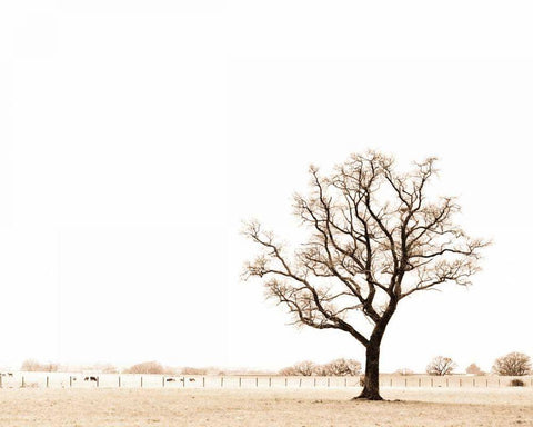 Bleached Bones of Winter White Modern Wood Framed Art Print with Double Matting by Bevan, Keri