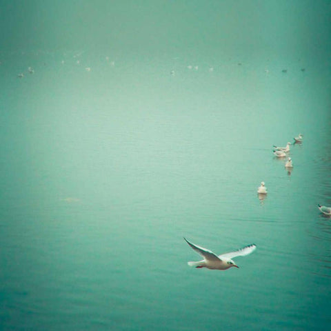 Soul Birds Black Ornate Wood Framed Art Print with Double Matting by Bevan, Keri