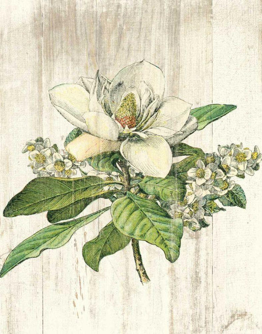 Image Only