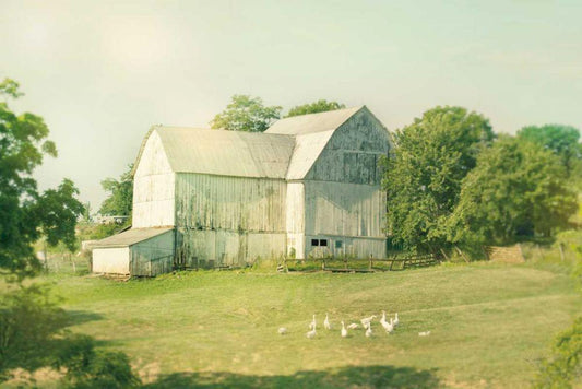 Image Only