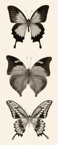 Butterfly BW Panel I Black Ornate Wood Framed Art Print with Double Matting by Van Swearingen, Debra