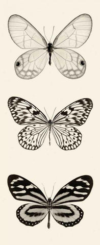 Butterfly BW Panel II White Modern Wood Framed Art Print with Double Matting by Van Swearingen, Debra
