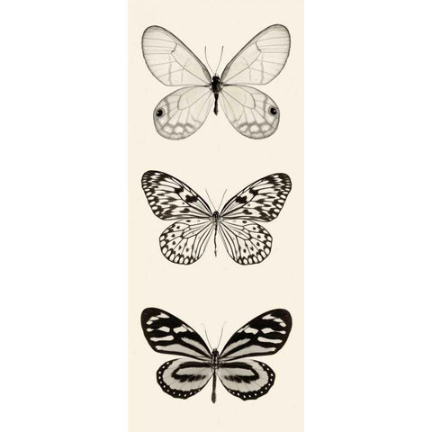 Butterfly BW Panel II Black Modern Wood Framed Art Print with Double Matting by Van Swearingen, Debra