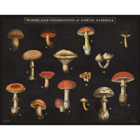 Mushroom Chart I Gold Ornate Wood Framed Art Print with Double Matting by Wild Apple Portfolio