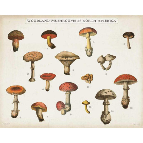 Mushroom Chart I light Gold Ornate Wood Framed Art Print with Double Matting by Wild Apple Portfolio