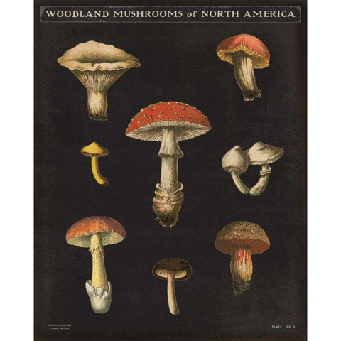 Mushroom Chart II Gold Ornate Wood Framed Art Print with Double Matting by Wild Apple Portfolio