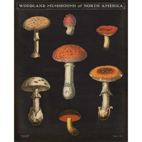 Mushroom Chart III White Modern Wood Framed Art Print by Wild Apple Portfolio