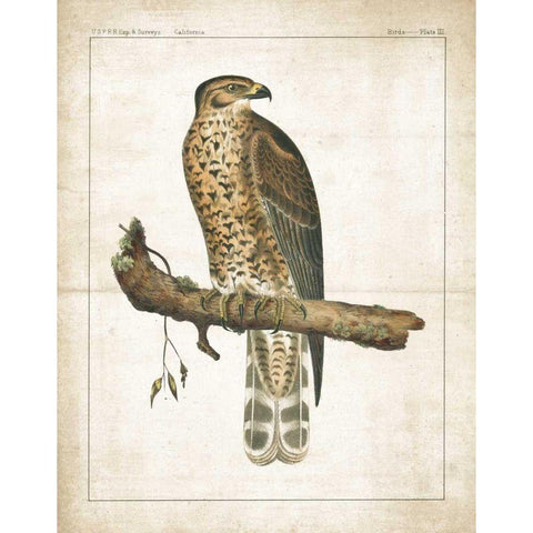 The Lookout I Gold Ornate Wood Framed Art Print with Double Matting by Wild Apple Portfolio