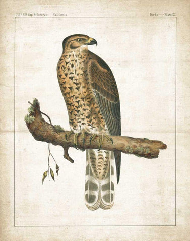 The Lookout I Black Ornate Wood Framed Art Print with Double Matting by Wild Apple Portfolio