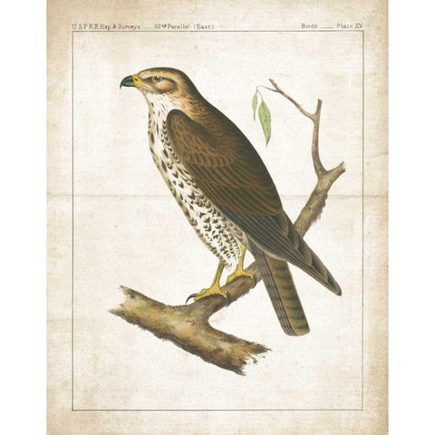 The Lookout II Gold Ornate Wood Framed Art Print with Double Matting by Wild Apple Portfolio