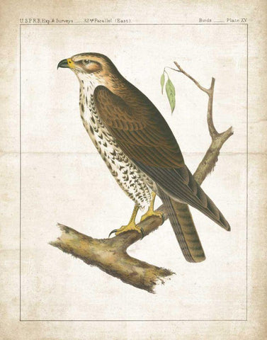 The Lookout II White Modern Wood Framed Art Print with Double Matting by Wild Apple Portfolio