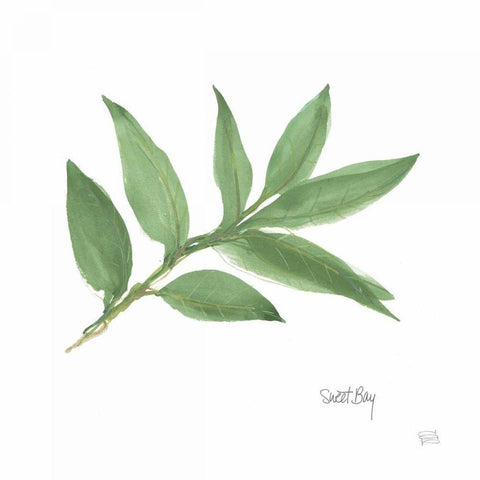 Sweet Bay v2 White Modern Wood Framed Art Print by Paschke, Chris