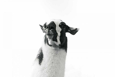 Lovable Llama I White Modern Wood Framed Art Print with Double Matting by Marshall, Laura